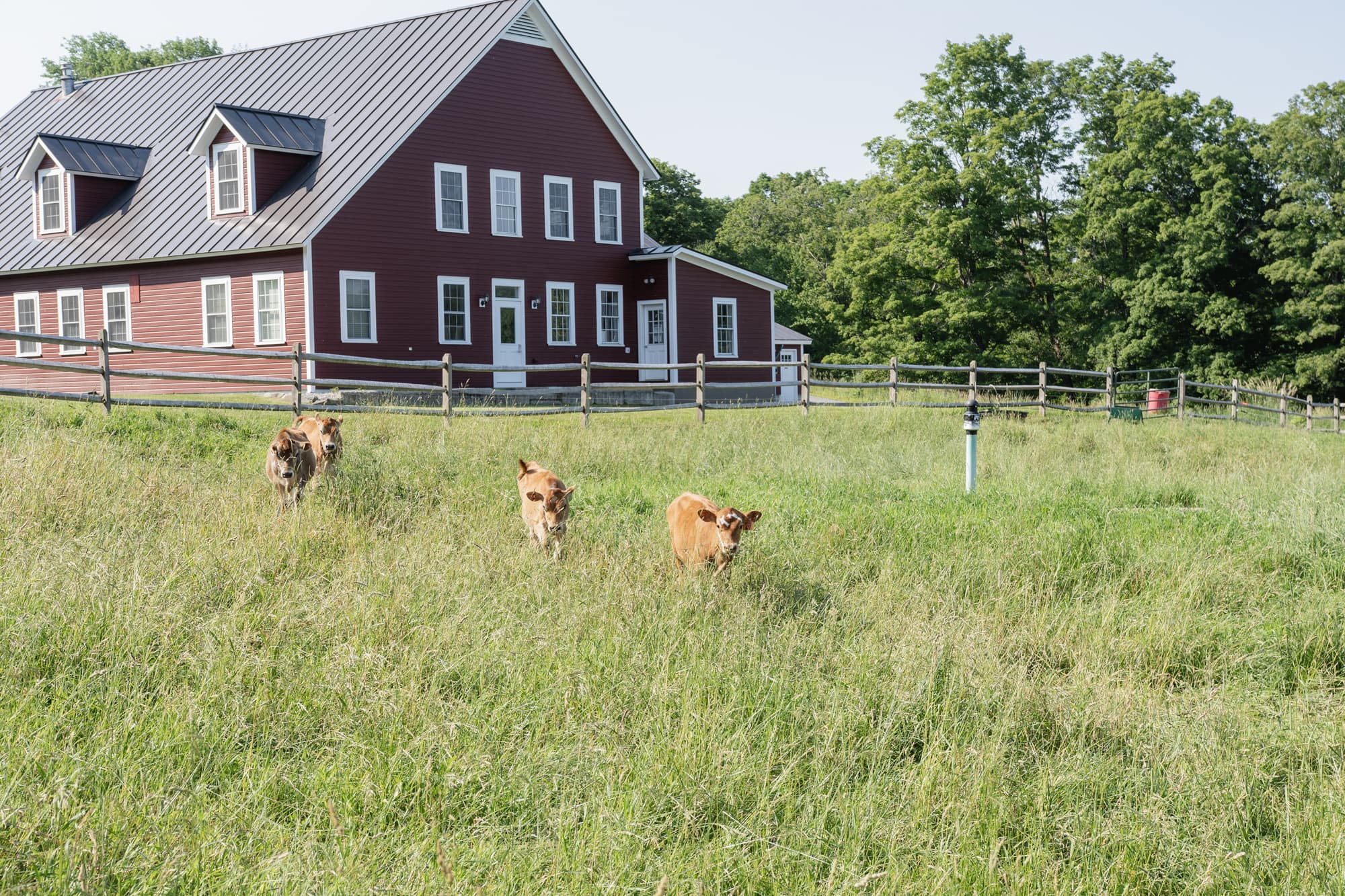 A Jersey cow enjoying the pastures at Cedar Mountain Farm