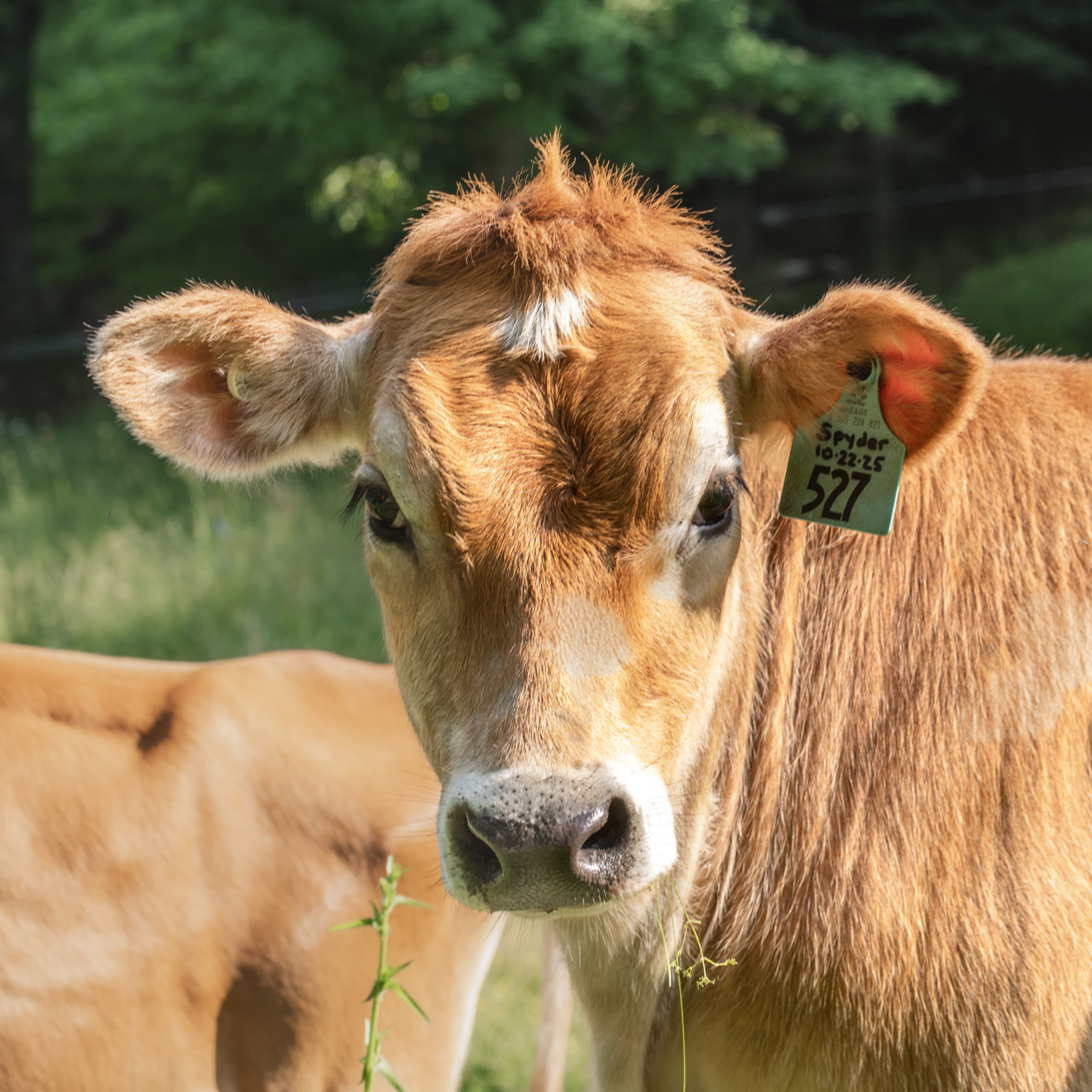 Spyder, a Jersey cow at Spring Brook Farm