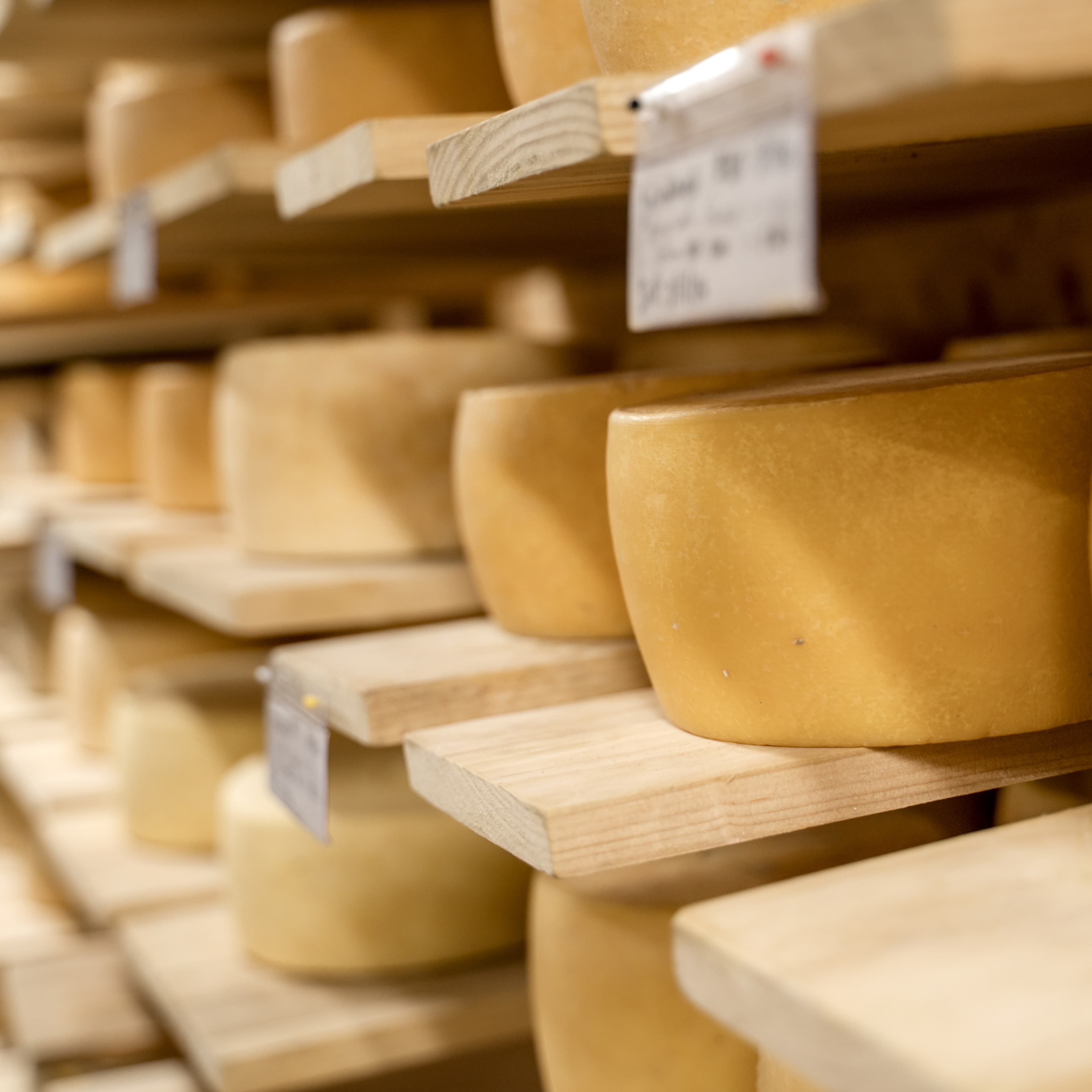 Cheese wheels aging in the cave