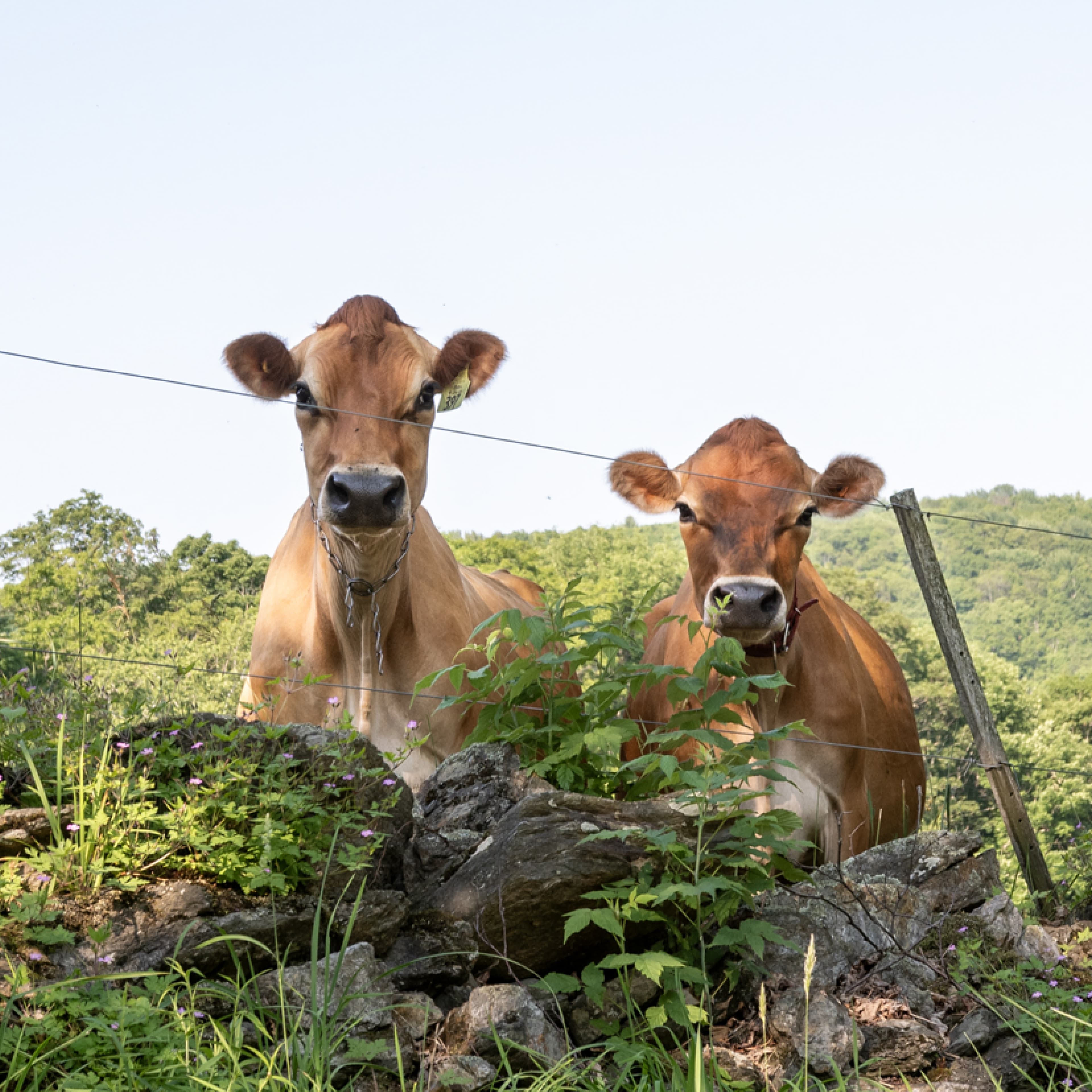 Two curious Jersey cows at Spring Brook Farm