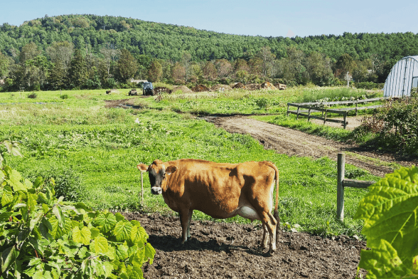 A Jersey cow enjoying the pastures at Cedar Mountain Farm